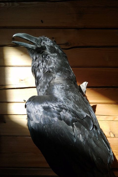 Чучело ворона (Corvus corax) - Пушнина и чучела