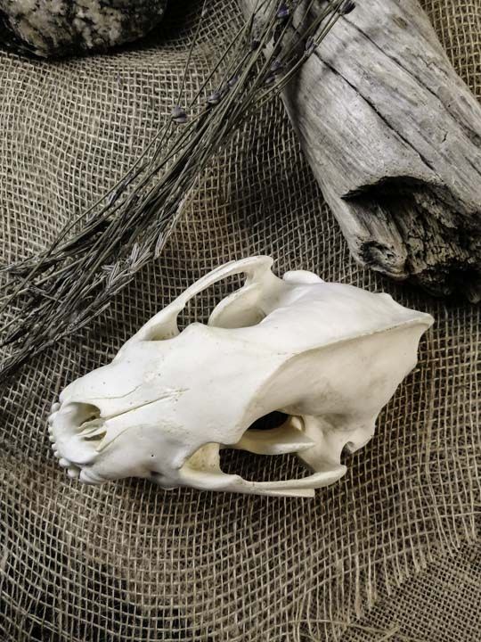 Череп росомахи (Gulo gulo)
