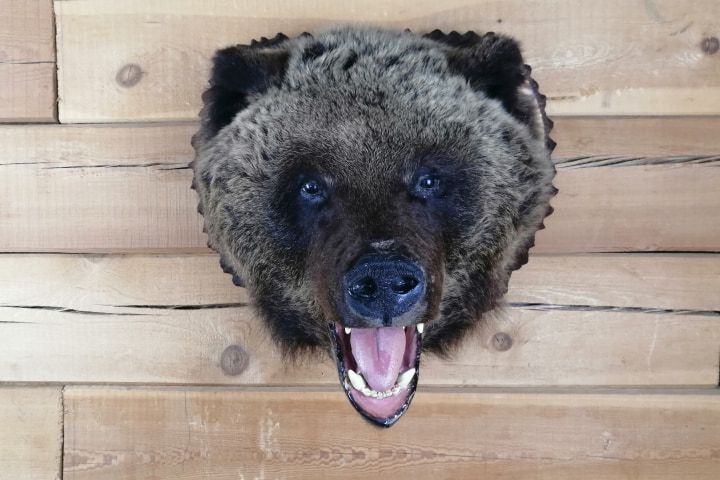 Чучело головы бурого медведя (Ursus arctos)