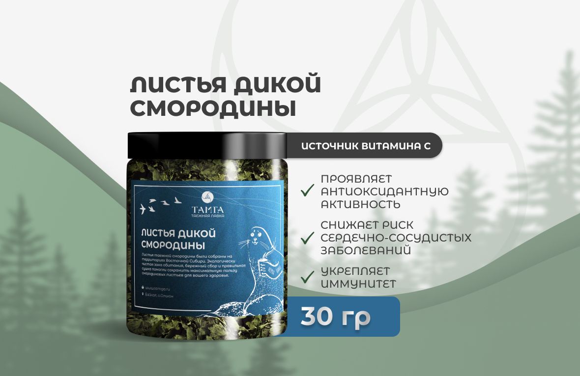 Листья дикой смородины —  травяной сбор