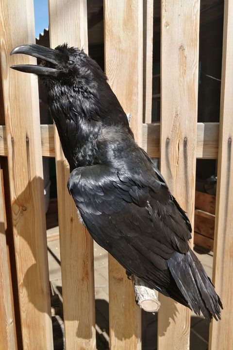 Чучело ворона (Corvus corax) - Пушнина и чучела