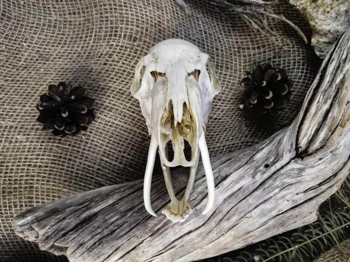 Череп кабарги (Moschus moschiferus)