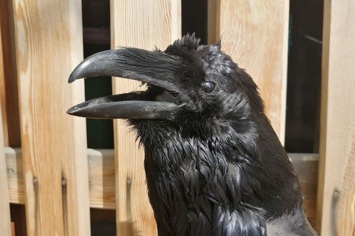 Чучело ворона (Corvus corax) | Таёжная лавка Тамга