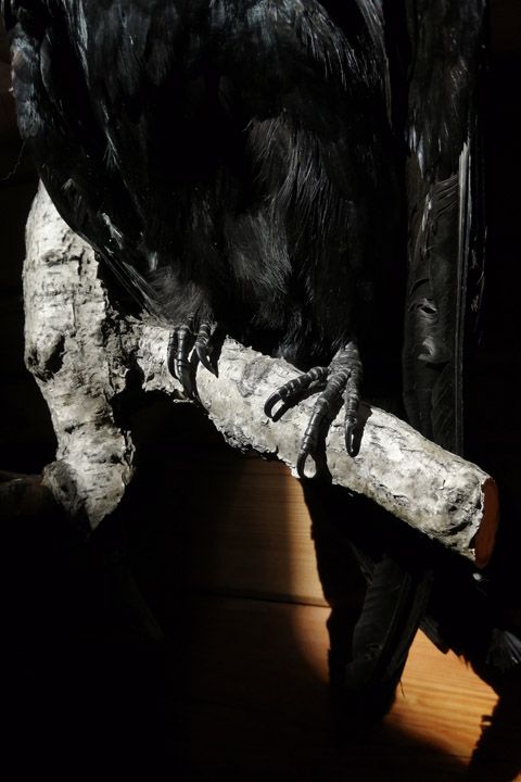Чучело ворона (Corvus corax) - Пушнина и чучела