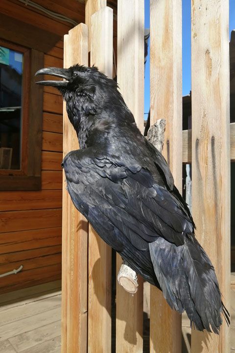 Чучело ворона (Corvus corax) - Пушнина и чучела